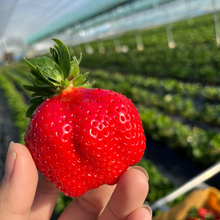 画像をギャラリービューアに読み込む, 【朝採れ直送】ガブリと頬張る大粒の贅沢!福岡産「あまおう」ご家庭用 2パック