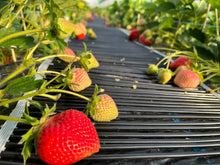 画像をギャラリービューアに読み込む, ジューシー農家直送!福岡県産あまおう!(280g×2パック)