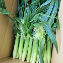 画像をギャラリービューアに読み込む, 農園直送・朝採れヤングコーン(皮付き)70本|久留米 宇佐川農園