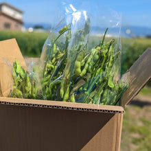 画像をギャラリービューアに読み込む, 露地栽培の朝採れ枝豆(枝付き)【6~7月限定】|久留米 宇佐川農園