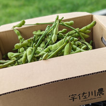 画像をギャラリービューアに読み込む, 露地栽培の朝採れ枝豆(枝付き)【6~7月限定】|久留米 宇佐川農園