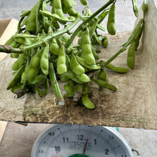 画像をギャラリービューアに読み込む, 露地栽培の朝採れ枝豆(枝付き)【6~7月限定】|久留米 宇佐川農園