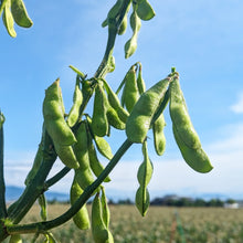 画像をギャラリービューアに読み込む, 朝どれ直送とうもろこしと枝豆旬のおつまみセット【夏限定】|久留米 宇佐川農園