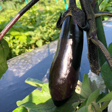 画像をギャラリービューアに読み込む, 農家さん厳選の新鮮!旬の夏野菜セット