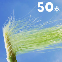 画像をギャラリービューアに読み込む, 農園直送・朝採れヤングコーン(皮付き)50本|久留米 宇佐川農園