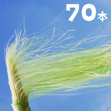 画像をギャラリービューアに読み込む, 農園直送・朝採れヤングコーン(皮付き)70本|久留米 宇佐川農園