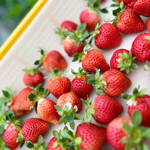 画像をギャラリービューアに読み込む, 【朝採れ直送】福岡の至宝「あまおう」たっぷり280g×4パック!宇佐川農園のこだわり苺