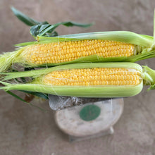 画像をギャラリービューアに読み込む, 朝採れ直送とうもろこし(スウィートコーン) 5kg(13∼15本)【6月限定】|久留米 宇佐川農園