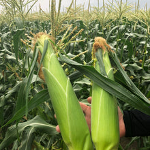 画像をギャラリービューアに読み込む, 朝採れ直送とうもろこし(スウィートコーン) 5kg(13∼15本)【6月限定】|久留米 宇佐川農園