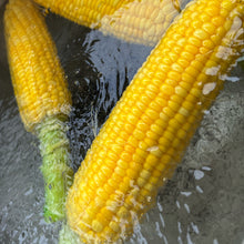 画像をギャラリービューアに読み込む, 朝採れ直送とうもろこし(スウィートコーン) 5kg(13∼15本)【6月限定】|久留米 宇佐川農園