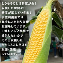 画像をギャラリービューアに読み込む, 朝採れ直送とうもろこし(スウィートコーン) 5kg(13∼15本)【6月限定】|久留米 宇佐川農園