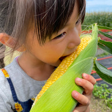 画像をギャラリービューアに読み込む, 朝採れ直送とうもろこし(スウィートコーン) 5kg(13∼15本)【6月限定】|久留米 宇佐川農園