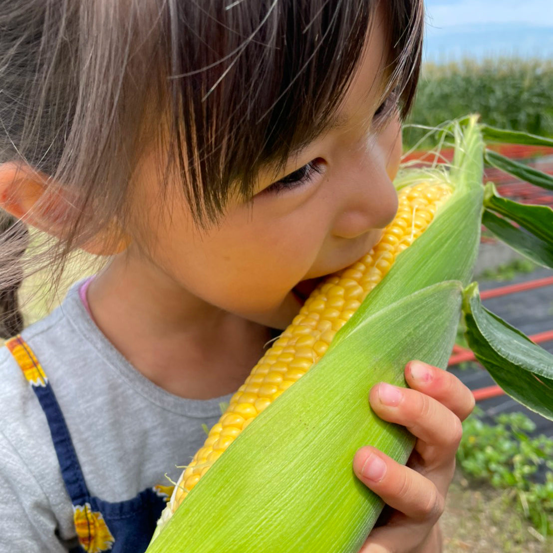 朝鮮五葉松￼乾燥松葉& ドライとうもろこし　その他おやつ￼ Xue Ji Roasted Seeds ドライマンゴー - 88g トロピカルフルーツ