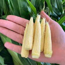 画像をギャラリービューアに読み込む, 農園直送・朝採れヤングコーン(皮付き)70本|久留米 宇佐川農園