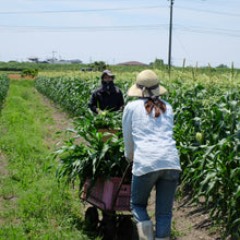 画像をギャラリービューアに読み込む, 農園直送・朝採れヤングコーン(皮付き)70本|久留米 宇佐川農園