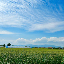 画像をギャラリービューアに読み込む, 農園直送・朝採れヤングコーン(皮付き)70本|久留米 宇佐川農園