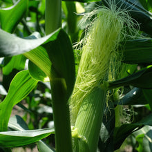画像をギャラリービューアに読み込む, 農園直送・朝採れヤングコーン(皮付き)70本|久留米 宇佐川農園