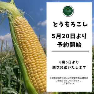 近日販売！朝穫れ!! 農家直販 とうもろこし（スウィートコーン） ＜5kg（13∼15本）＞福岡県久留米市