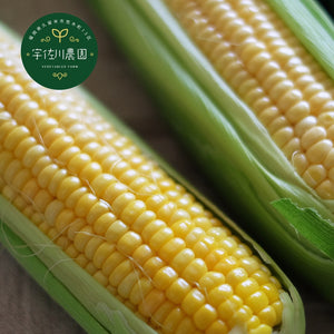 近日販売！朝穫れ!! 農家直販 とうもろこし（スウィートコーン） ＜5kg（13∼15本）＞福岡県久留米市