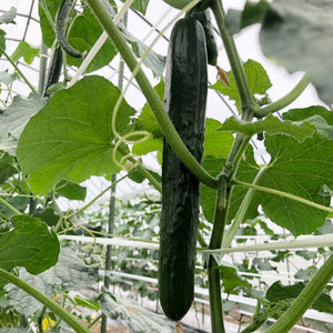 農家さん厳選の新鮮！旬の夏野菜セット