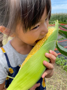 近日販売！朝穫れ!! 農家直販 とうもろこし（スウィートコーン） ＜5kg（13∼15本）＞福岡県久留米市