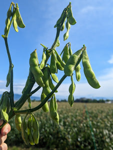 厳選された！新鮮！農家さんの夏野菜セット！