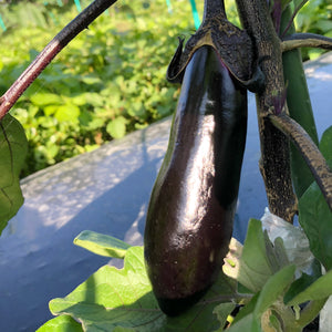 農家さん厳選の新鮮！旬の夏野菜セット