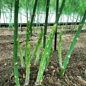 農家さん厳選の新鮮！旬の夏野菜セット