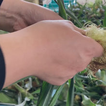 ギャラリービューア【先行予約 早割 20%OFF】朝採れ直送とうもろこし(スウィートコーン) ミニ箱 2.5kg｜久留米 宇佐川農園に読み込んでビデオを見る
