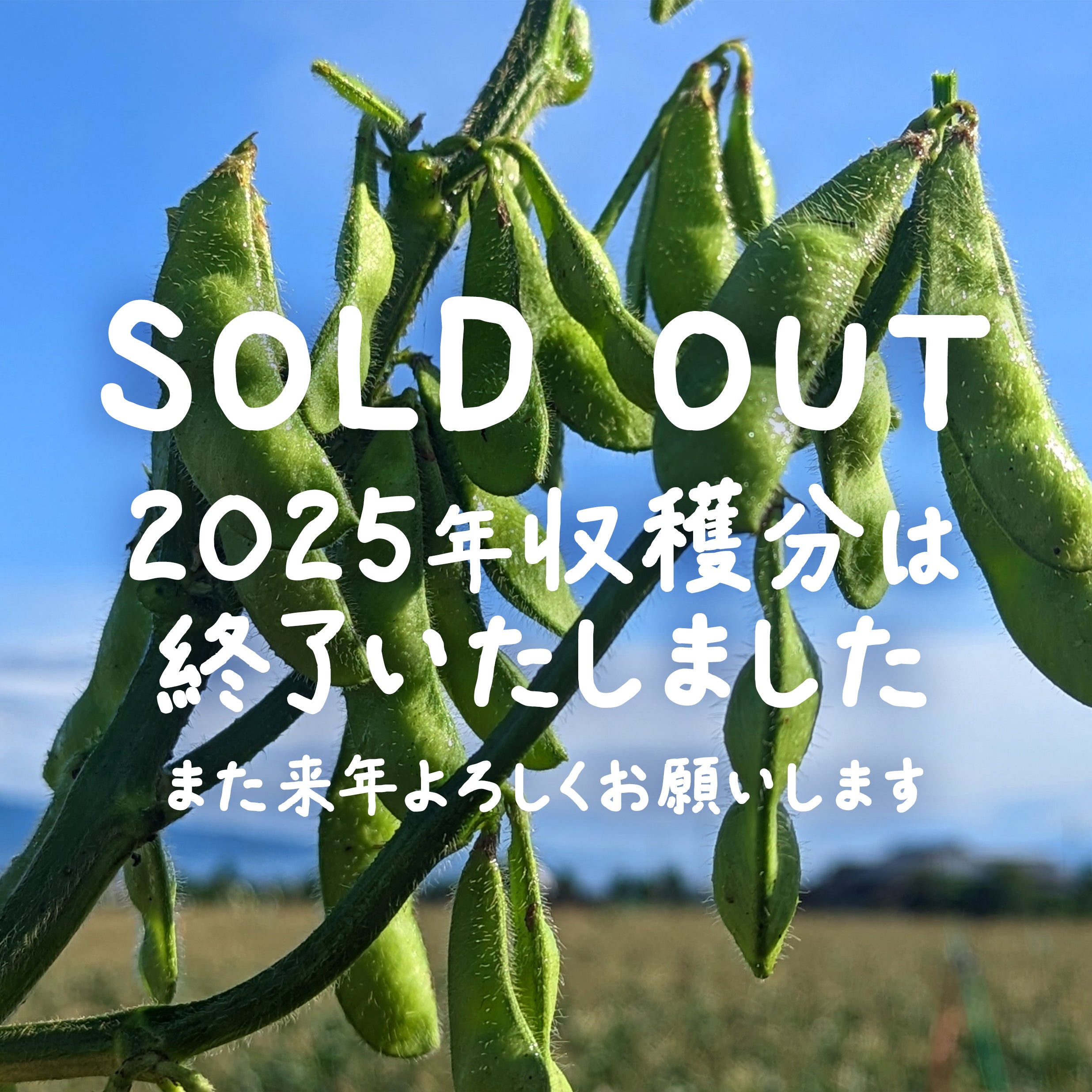 露地栽培の朝採れ枝豆（枝付き）【6~7月限定】｜久留米 宇佐川農園