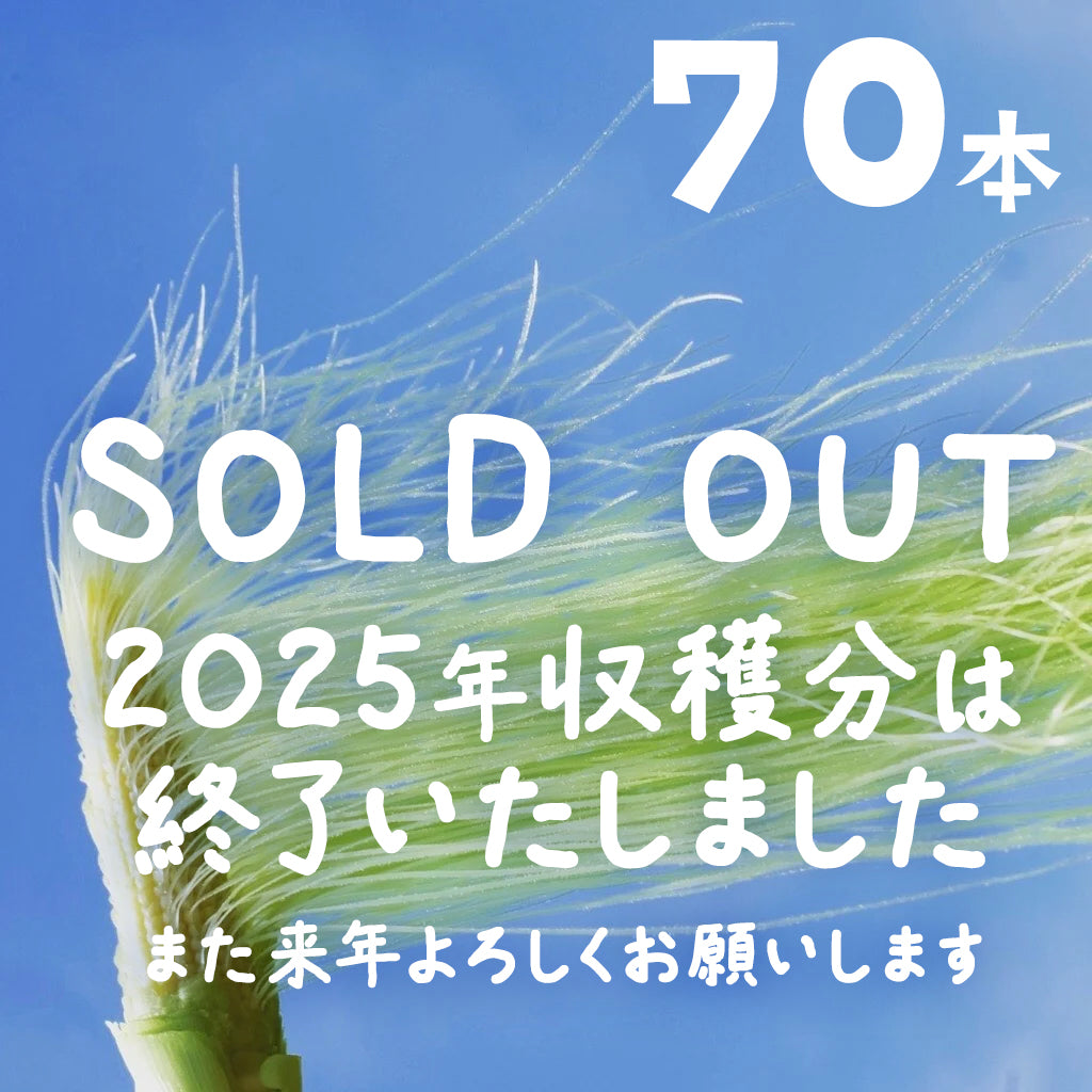 農園直送・朝採れヤングコーン（皮付き）70本｜久留米 宇佐川