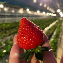 画像をギャラリービューアに読み込む, 【朝採れ直送】福岡の至宝「あまおう」たっぷり280g×4パック！宇佐川農園のこだわり苺
