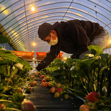 画像をギャラリービューアに読み込む, 【朝採れ直送】ガブリと頬張る大粒の贅沢！福岡産「あまおう」ご家庭用 2パック
