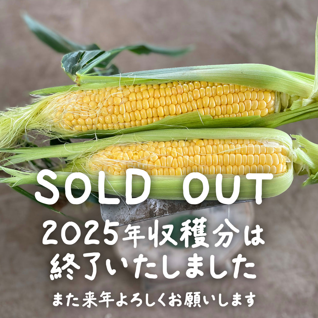 朝採れ直送とうもろこし(スウィートコーン) 5kg（13∼15本)【6月限定】｜久留米 宇佐川農園