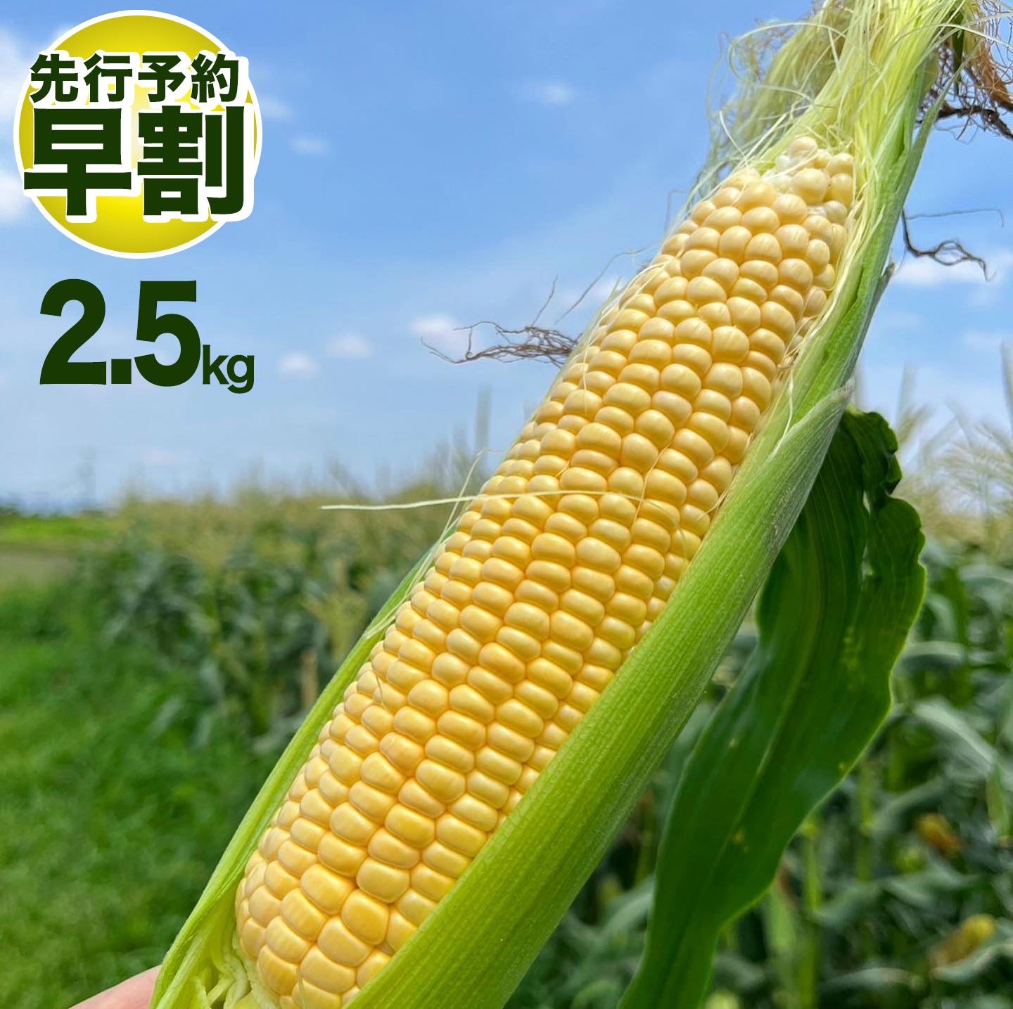 先行予約 早割 20%OFF】朝採れ直送とうもろこし(スウィートコーン