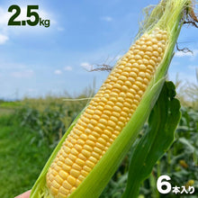 画像をギャラリービューアに読み込む, 朝採れ直送とうもろこし(スウィートコーン) ミニ箱 2.5kg【6月限定】｜久留米 宇佐川農園

